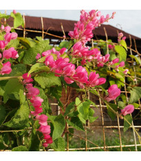Antigonon mexický - Antigonon leptopus - semena antigononu - 4 ks